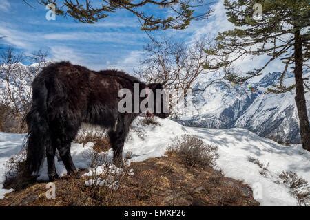 Dzo (yak hybrid) in the himalayas Stock Photo: 82193993 - Alamy