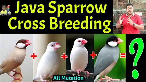 Java Sparrow Cross Breeding Java Bird Cross Breeding Java Sparrow