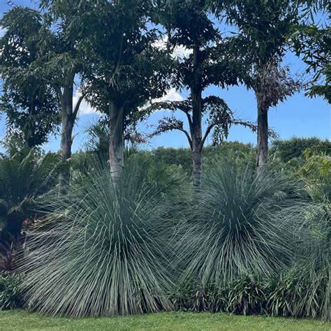 Australian Grass Tree Xanthorrhoea Glauca Blue Matakana Palms