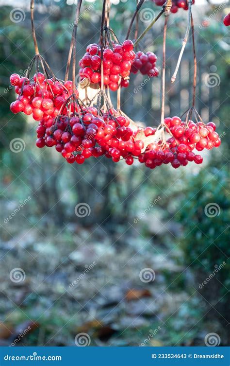 Arbusto De Viburnum Con Bayas Rojas Imagen De Archivo Imagen De