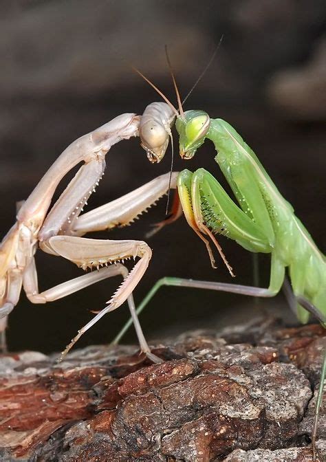 Praying Mantis Ideas Praying Mantis Beautiful Bugs Cool Insects