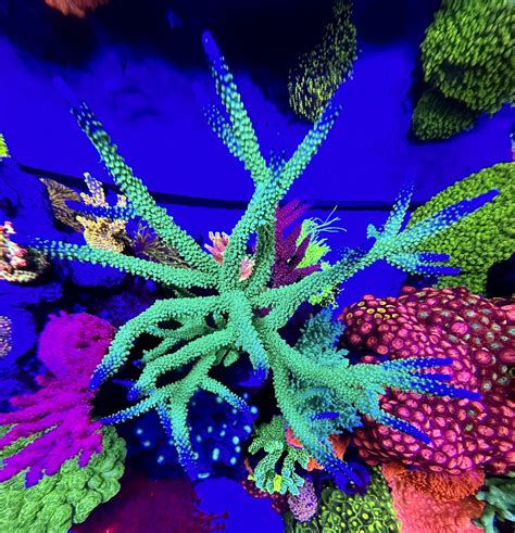 Staghorn Acropora Green Blue Tips Communitycorals