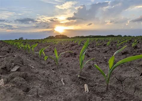 Six Planning Tips To Increase Corn Yield Advanced Agrilytics