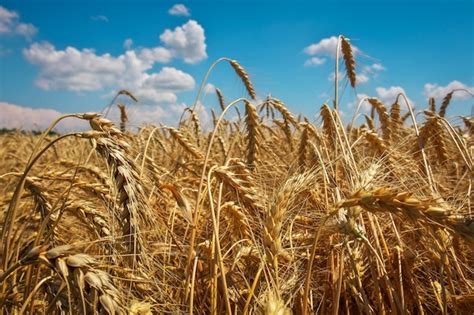 O trigo é o ouro dos campos espigas maduras de trigo trigo sobe de