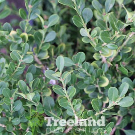 Japanese Boxwood Buxus Microphylla Japonica Treeland Nurseries