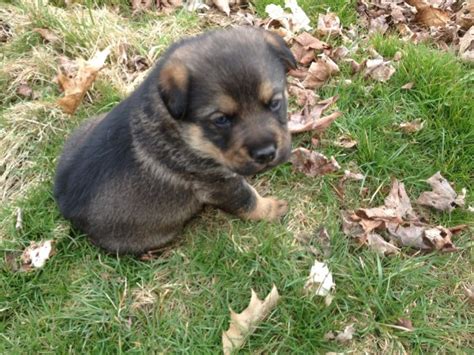 German Shepherd Mix Breed Photos | ThriftyFun