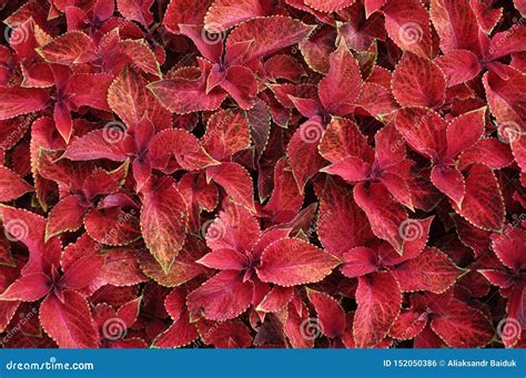 Bright Red Leaves Of Perennial Plant Coleus Plectranthus Scutellarioides Decorative Red Velvet