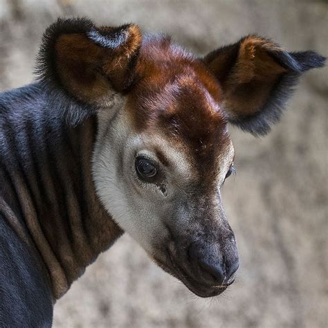 Staff Welcomes Mosi First Endangered Okapi Born At The Zoo In Four