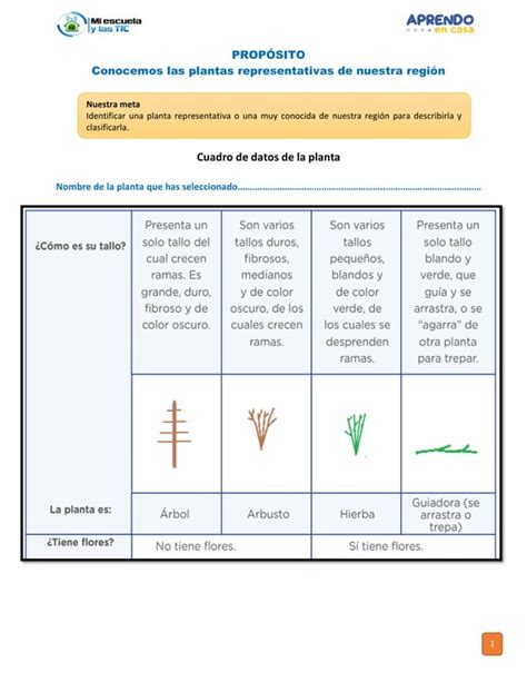 Las Plantas Y Su Clasificaci N Pdf