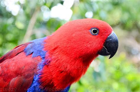 Beautiful red parrot 21591141 Stock Photo at Vecteezy