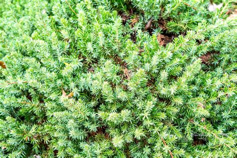 Growing the Shore Juniper in the Home Garden