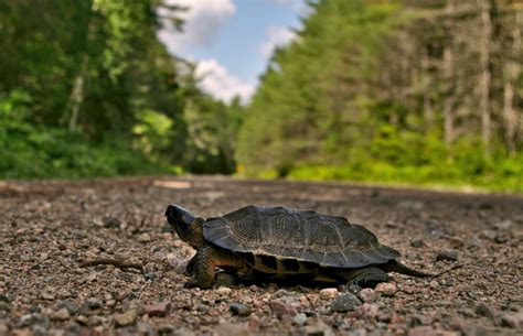 Tortuga Del Bosque Glyptemys Insculpta Ficha Amenazas