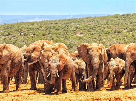 Addo Elephant Park 2 Day Tour - Bazbus