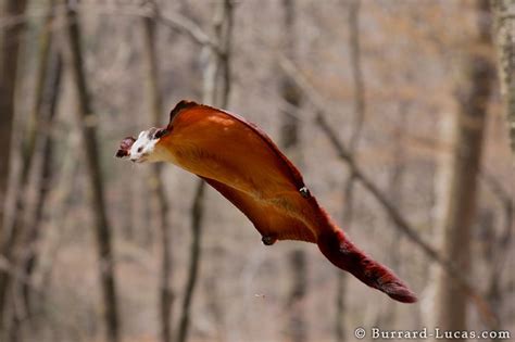 13 Interesting Facts About Flying Squirrels