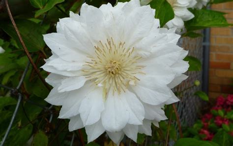 Duchess of Edinburgh Clematis - 1 Gallon - Trellis - Vines, Perennial ...