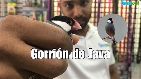 Gorrión de Java YouTube