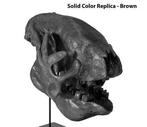 Eremotherium Eomigrans VERNE Giant Ground Sloth Skull Solid Color