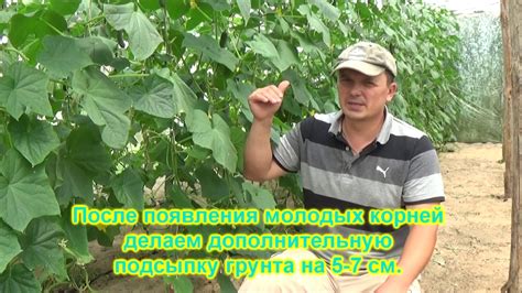 КОРНЕВАЯ ГНИЛЬ И УВЯДАЮТ ЛИСТЬЯ НА ОГУРЦАХ? ТРИ СПОСОБА РЕШЕНИЯ ЭТОЙ ...