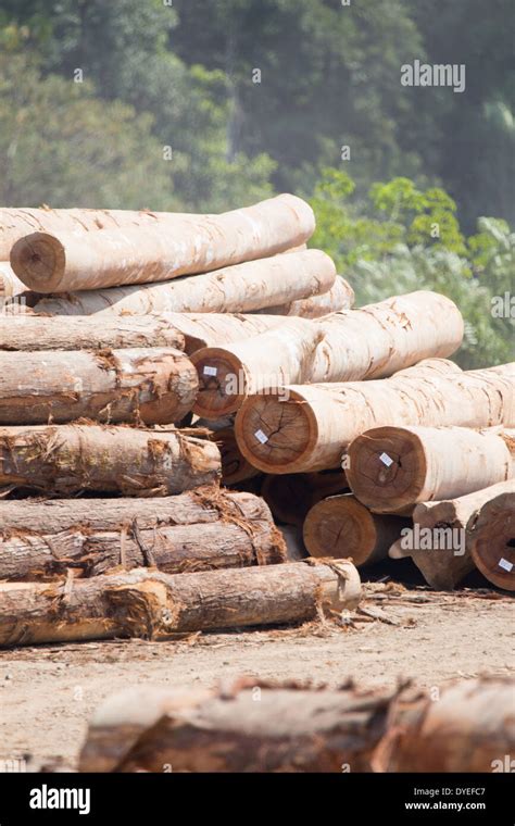 Felled Timber Tree Trunks Logs In A Logging Camp Surrounded By