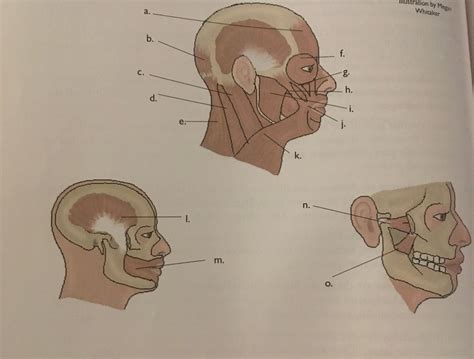 Facial Muscles A P Module Diagram Quizlet