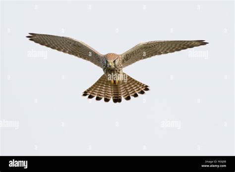 Common Kestrel Falco Tinnunculus In Flight Hovering Hesse Germany