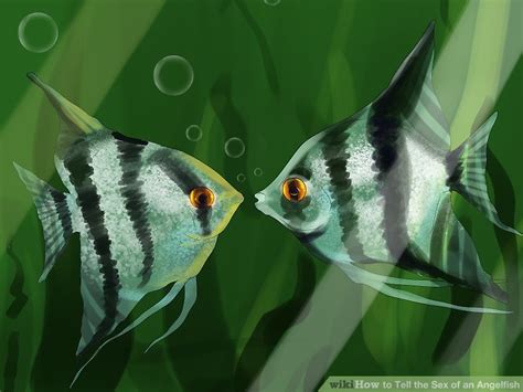 Ways To Tell The Sex Of An Angelfish Wikihow