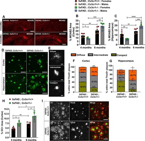 Accelerated Plaque Deposition In Xfad Mice Deficient In Cx Cr A