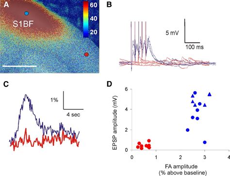 Figure 4 From Rapid And Sensitive Mapping Of Long Range Connections In