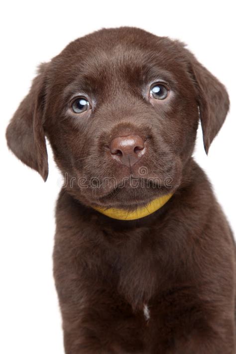 Retrato Del Perrito De Labrador Imagen De Archivo Imagen De Labrador