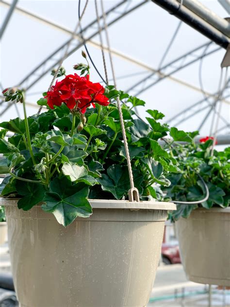 Ivy Geraniums The Garden Spot