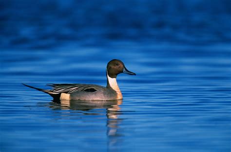 Free Images Nature Wing Male Wildlife Wild Portrait Reflection