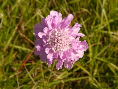 Bildet Natur Gress Blomstre Anlegg Fotografering Eng Blad