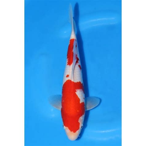 Maruyama Kohaku S Mar Koi From Queni Koi Ltd Uk