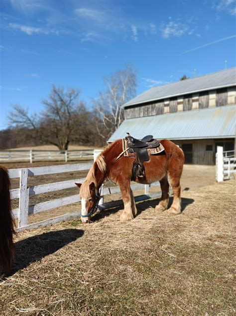 Pony Walks New Creations Farm