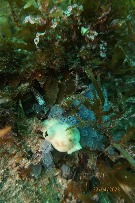 Bluebell Tunicate From Carrickalinga South Beach South Australia On