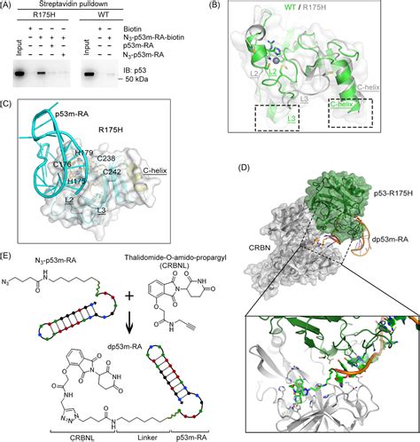 Selective Degradation Of The P53R175H Oncogenic Hotspot Mutant By An