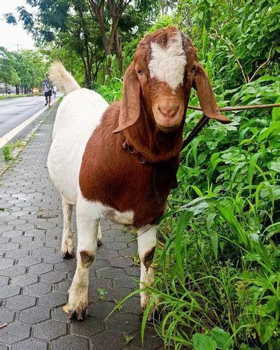 White Boer Goat In Nagpur Studline 10 Years 60 100 Kg At Rs 1000kg