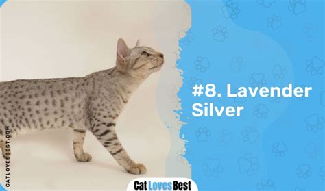 12 Beautiful Ocicat Colors (With Pictures)