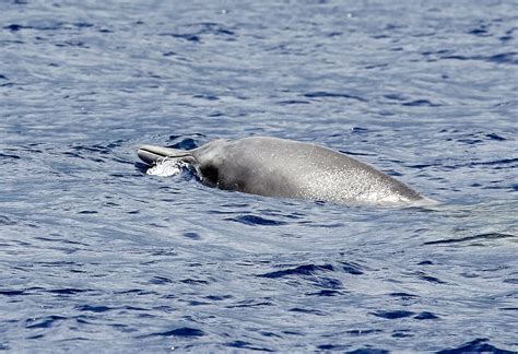 A Curious Whale The Sowerby S Beaked Whale