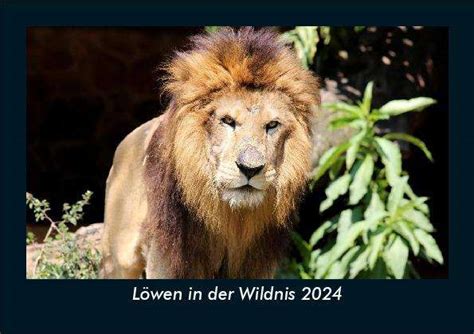 Tobias Becker L Wen In Der Wildnis Fotokalender Din A Kalender