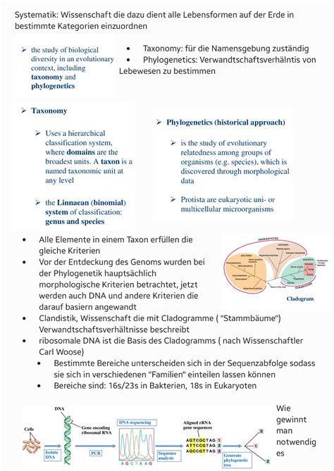 VL3 Cell Morphology Surface Of Prokaryotes Grundlagen Der