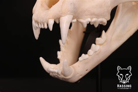 want to buy a Lion skull female? Lion skull - Hassing Taxidermy