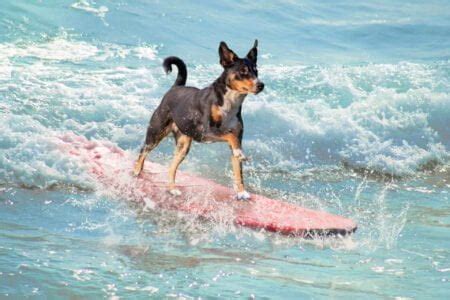 Off Leash Dog Beach: Pawsome Fun in the Sun - Wanderland Xperience