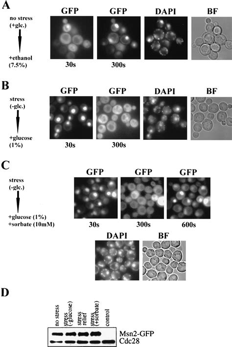 Nuclear Localization Of The C H Zinc Finger Protein Msn P Is Regulated