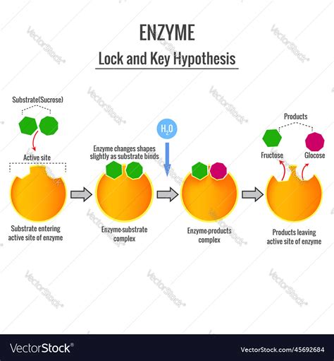 Diagram Of Lock And Key Models Of Enzymatic Activity Enzymes