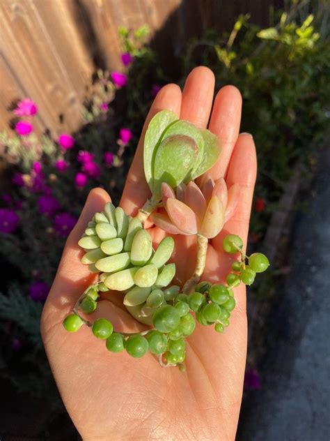 4 Succulent Cuttings Succulent Cuttings Set of 4 Clippings Mixed ...