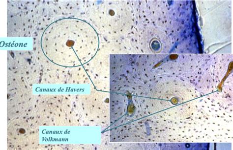 Remaniement Haversion Os Adulte Lamellaire Diagram Quizlet