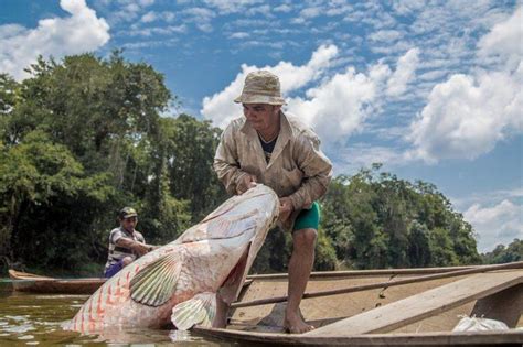 Protocolos Especiais Abrem A Temporada De Pesca Sustent Vel Do Pirarucu