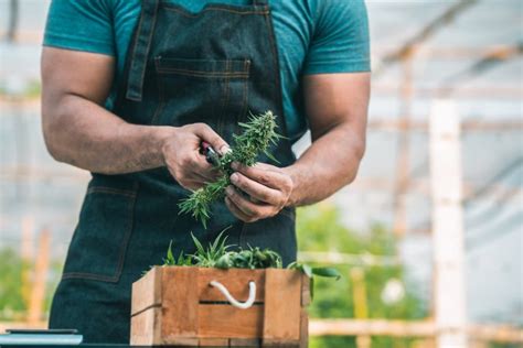 Cannabis Flowering Stages Substance Cannabis Market