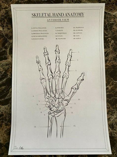 Skeleton Hand Anatomy Diagram Graphic Print Poster- Matte- 11 x 17- Card stock | #3758565875